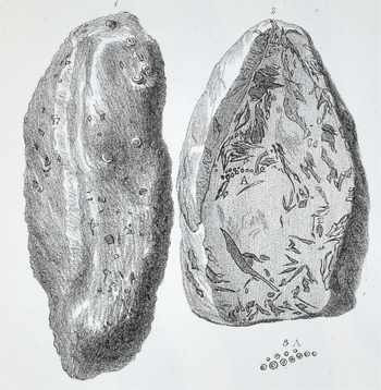 Coprolite detail 1